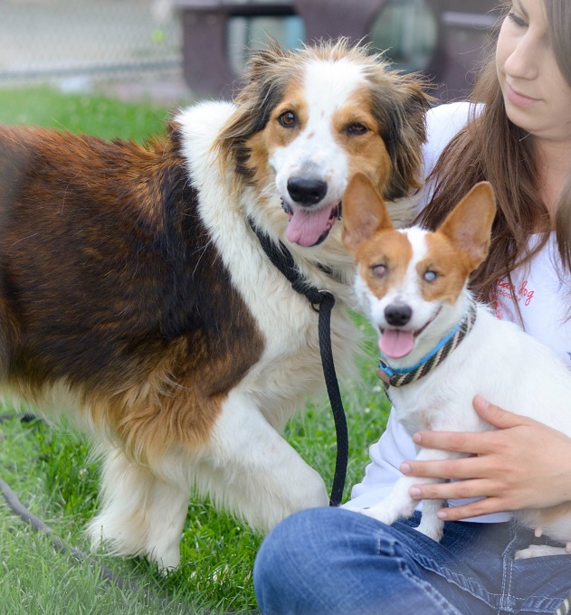 Blind Shelter Dog’s Best Collie Buddy Acts As Seeing-Eye Dog