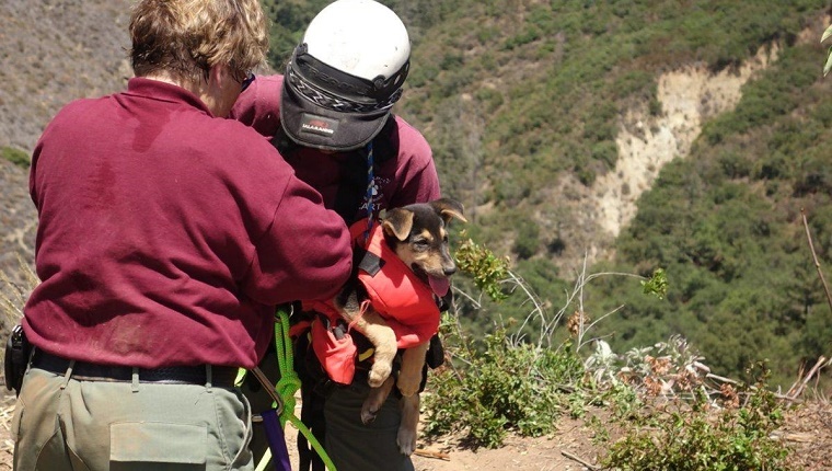 Hero Animal Control Officer Rappels 100 Feet Down Into Ravine To Save A Puppy