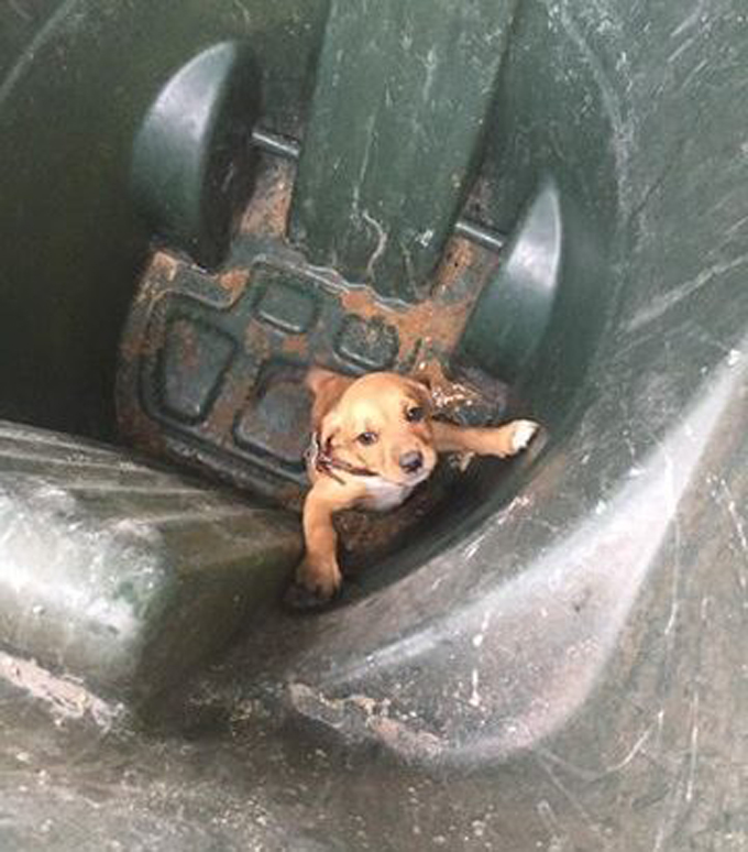 Puppy Thrown Away In Trash Can Outside Shelter