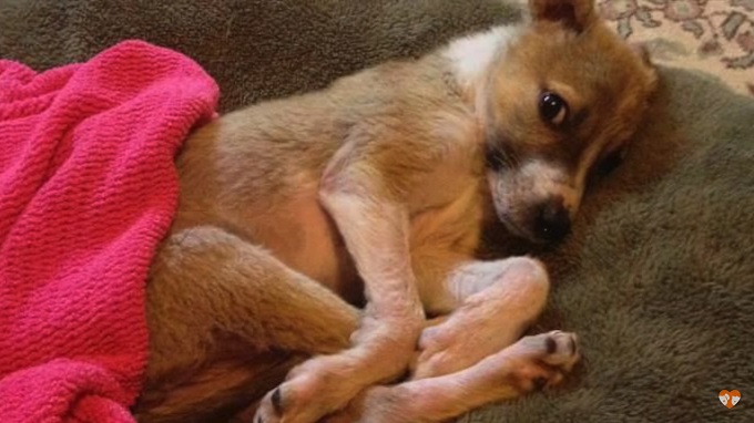 They Brought This Puppy Home To Die In Peace But She Shocked Them All