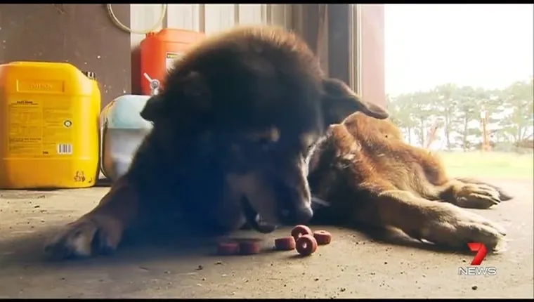 World’s Oldest Dog Dies Peacefully At Age 30