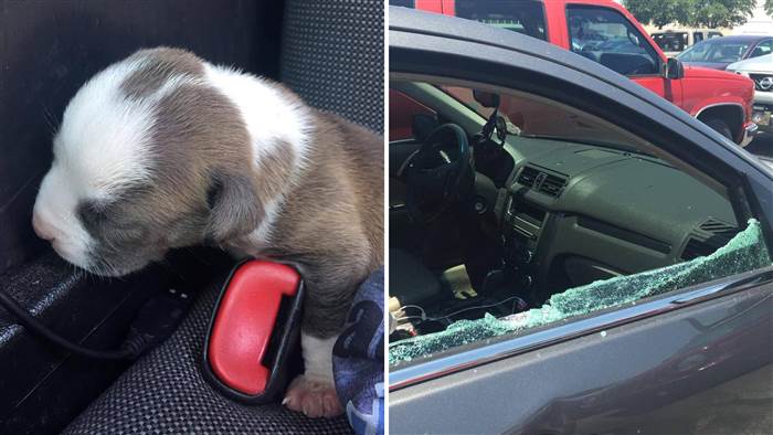 Newborn Puppy Rescued From Hot Car: Heat Index 108