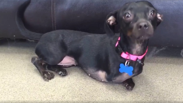 Backyard Breeder Makes Deformed Dogs On Purpose