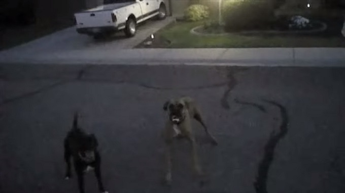 Two Aggressive Dogs Charge Police Officer – He Handles It Like A Pro