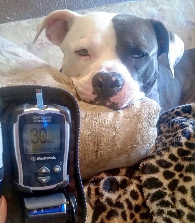 Pit Bull Saves Owner From Falling Into Diabetic Coma