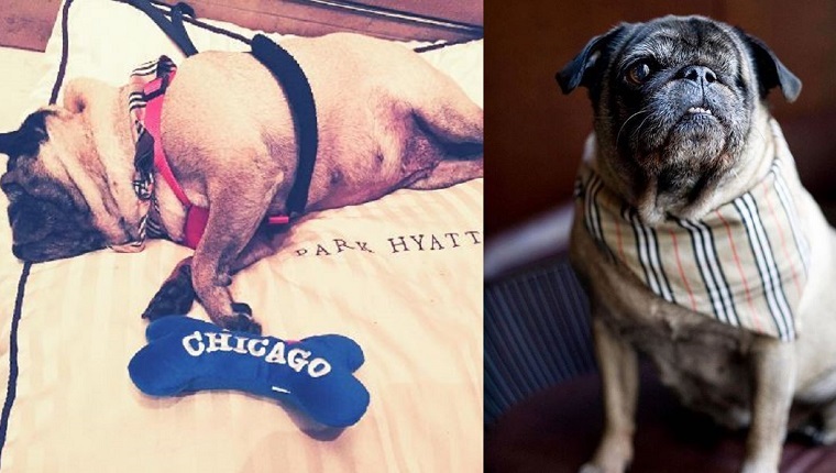 One-eyed Rescue Pug Is Hired As Chicago Luxury Hotel’s Newest Concierge