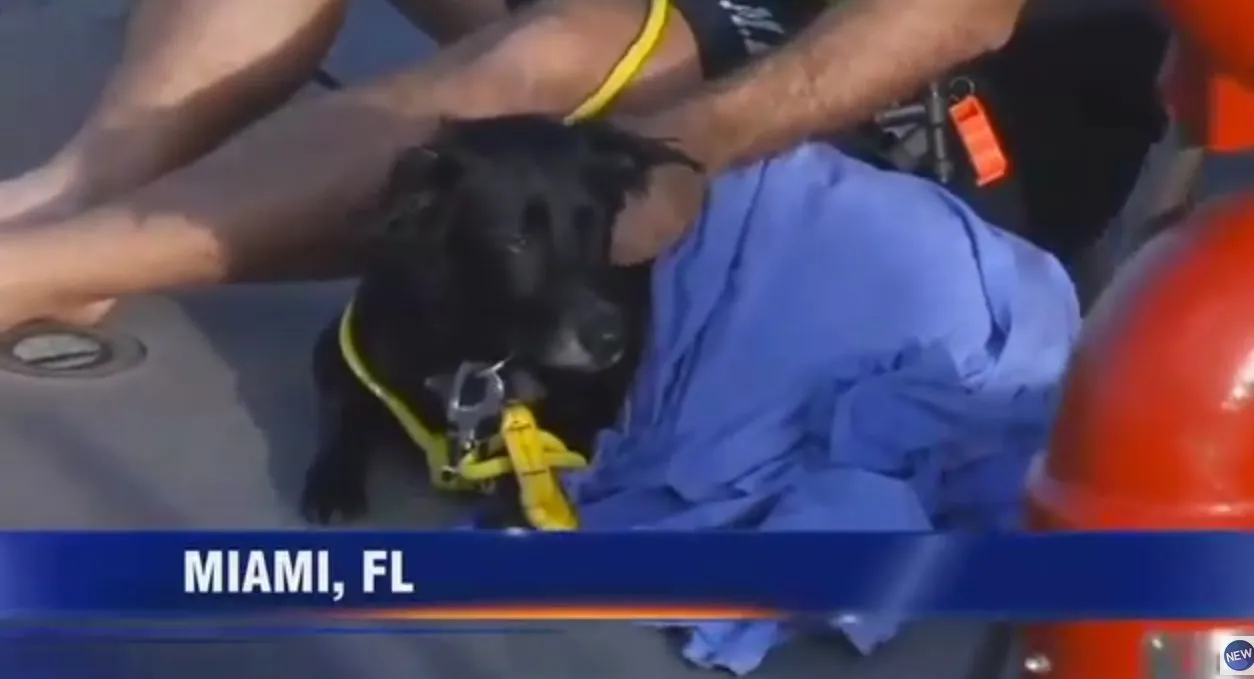Elderly Black Lab Swims 9 Miles To Find Family