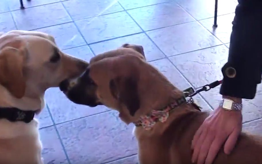 Terrified Pup With Broken Leg Gets Surgery And Love