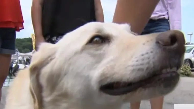 Dog Missing For A Month Found Swimming In The Middle Of A Lake