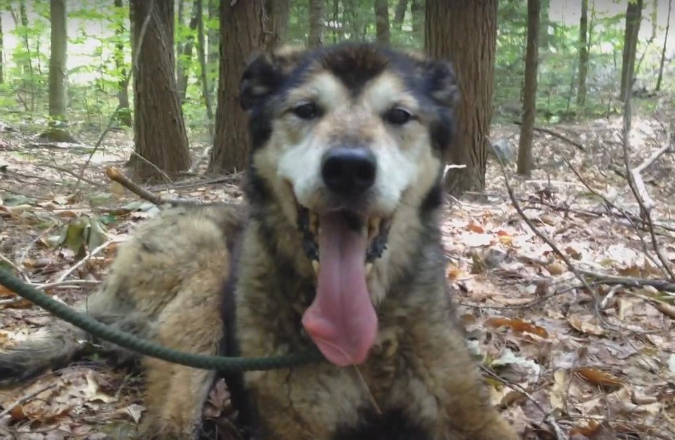 Logger Finds 17-Year-Old Dog Alone In A Remote Forest Area