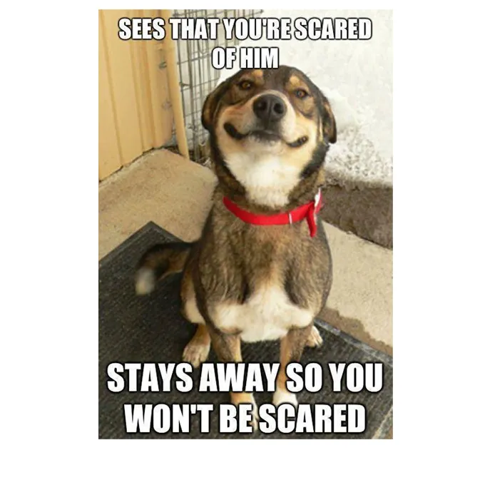 45 Funny Dog Memes 2 #36