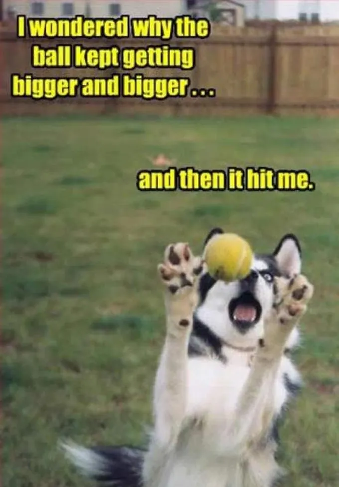 45 Funny Dog Memes 2 #41