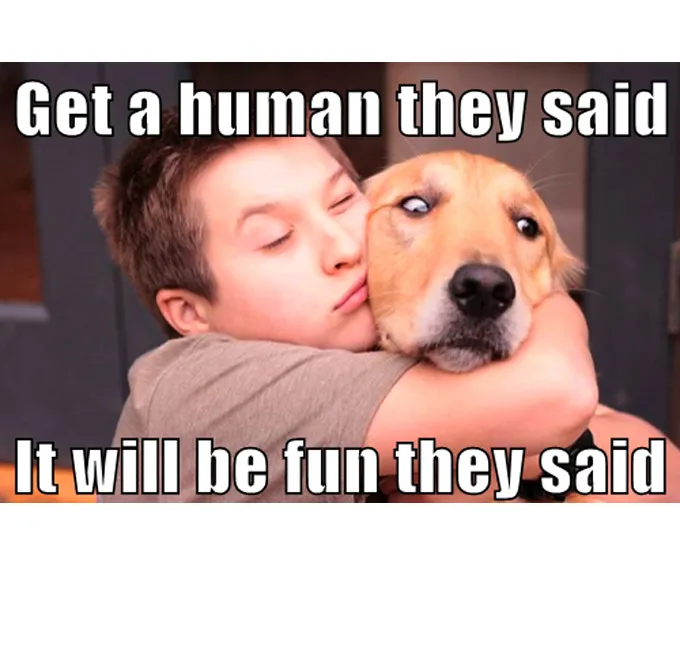 45 Funny Dog Memes 2 #22