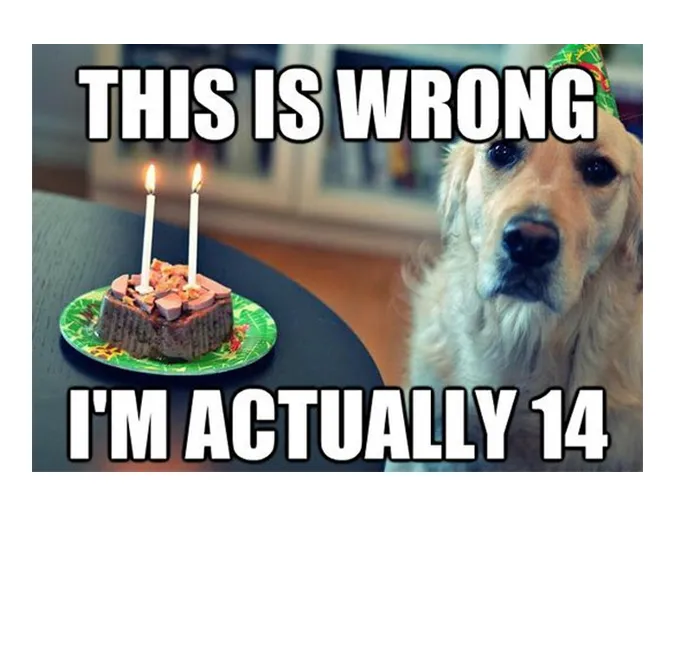 45 Funny Dog Memes 2 #45