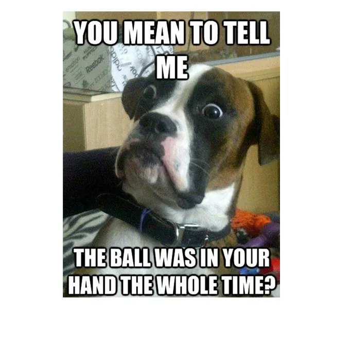 45 Funny Dog Memes 2 #4