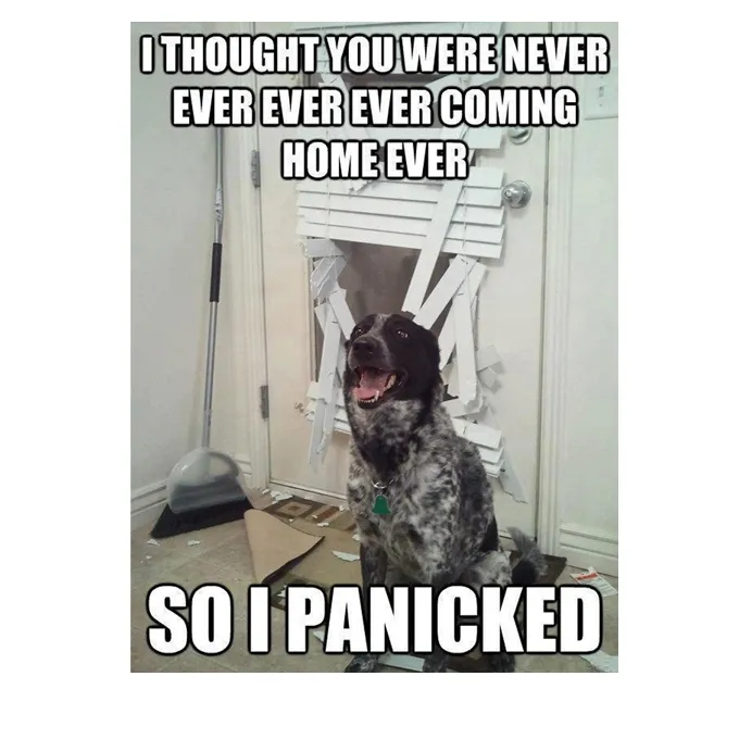 45 Funny Dog Memes 2 #14