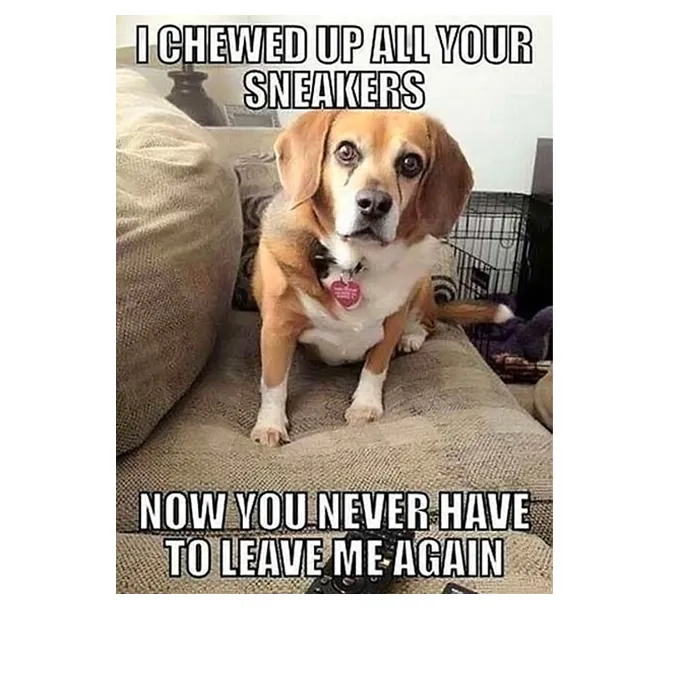 45 Funny Dog Memes 2 #16
