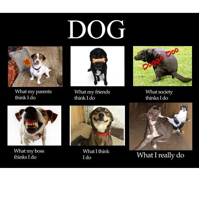 45 Funny Dog Memes 2 #17