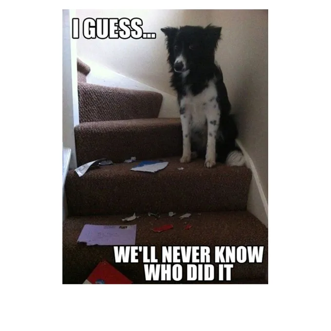 45 Funny Dog Memes 2 #18
