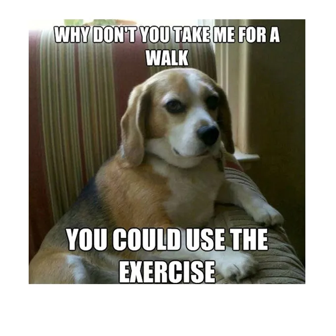 45 Funny Dog Memes 2 #2