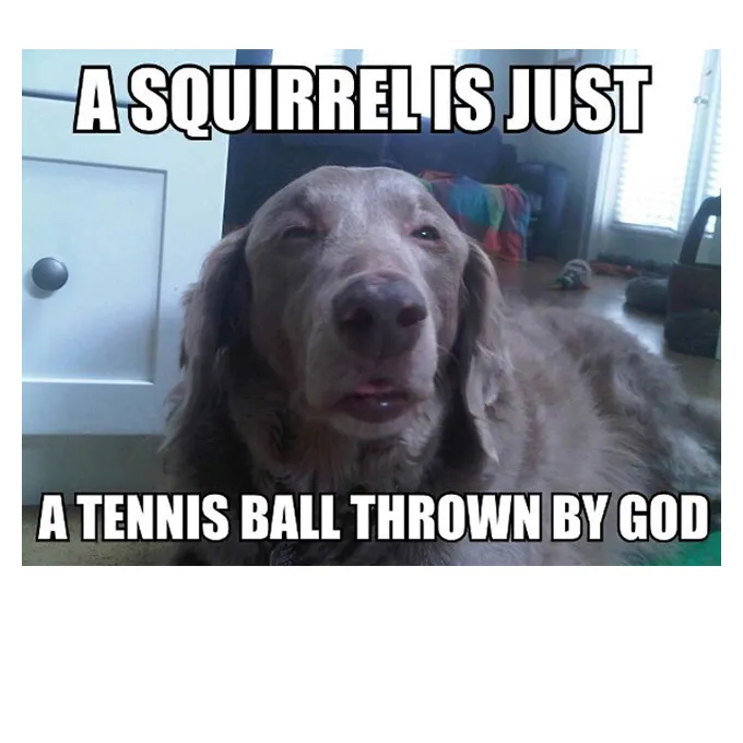 45 Funny Dog Memes 2 #25