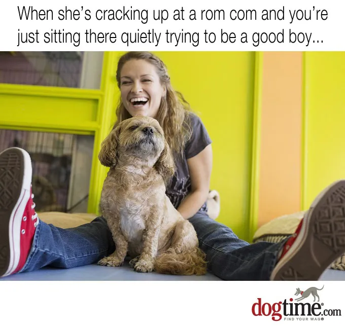 45 More Hilarious Dog Memes To Make Your Day Better - DogTime