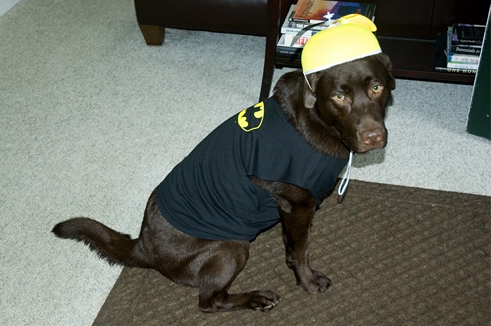 Not Batdog, I'm Hatdog!