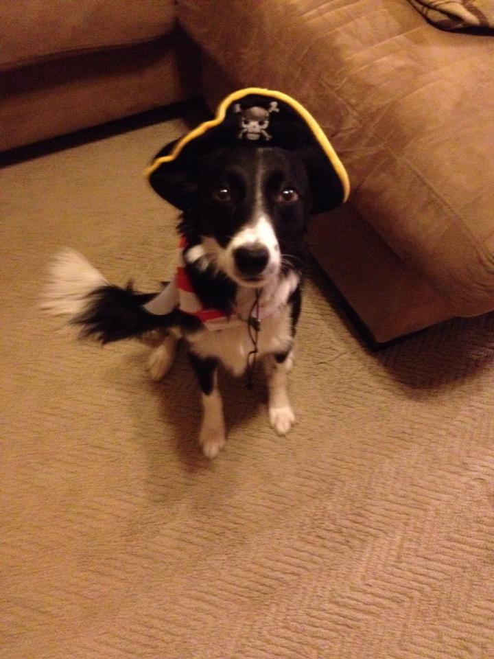 The dreaded pirate Collie.
