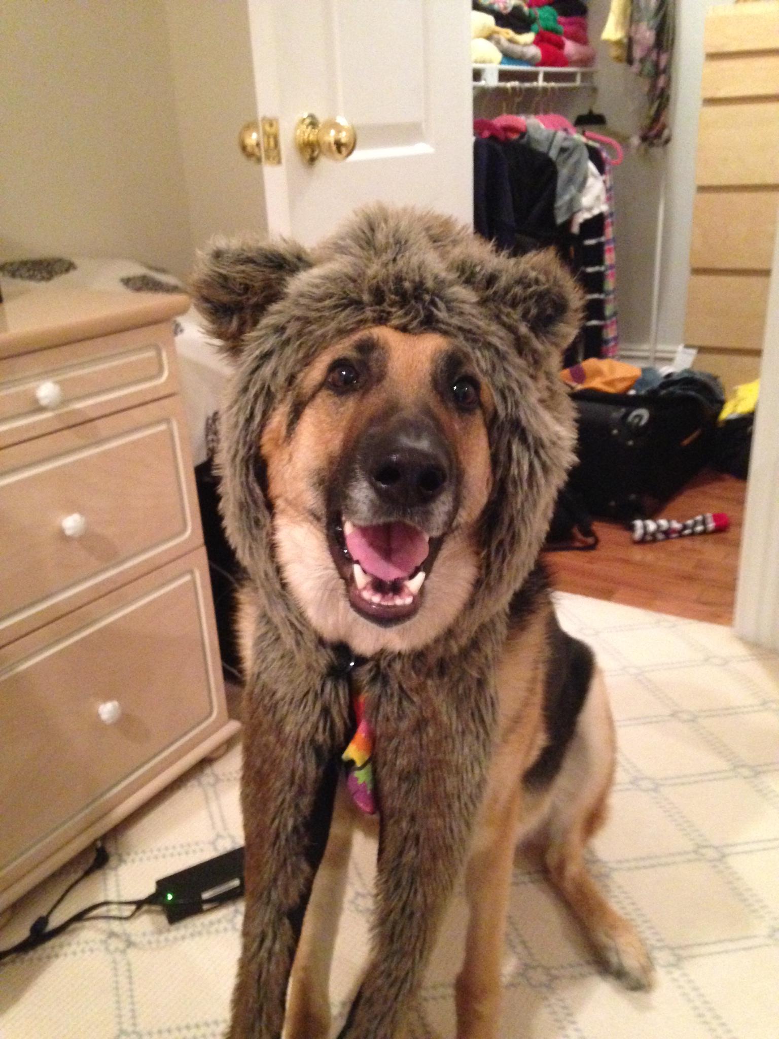 Just a bear shepherd!