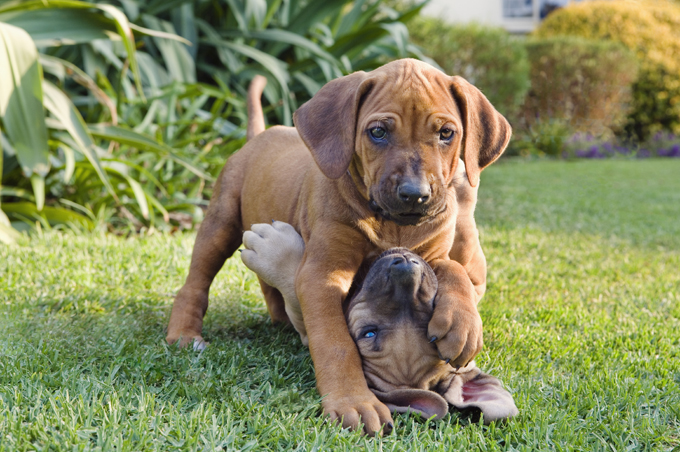 20 Pictures Of Puppies Playing