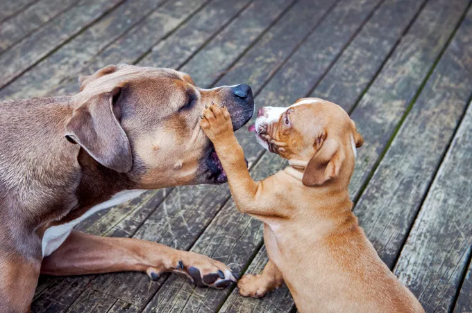 20 Pictures Of Puppies Playing