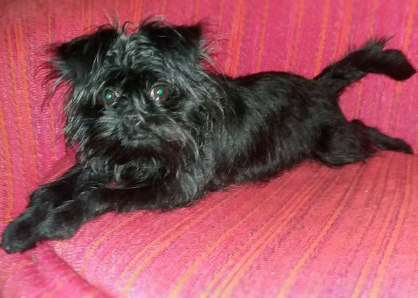 do affenpinscher like to cuddle