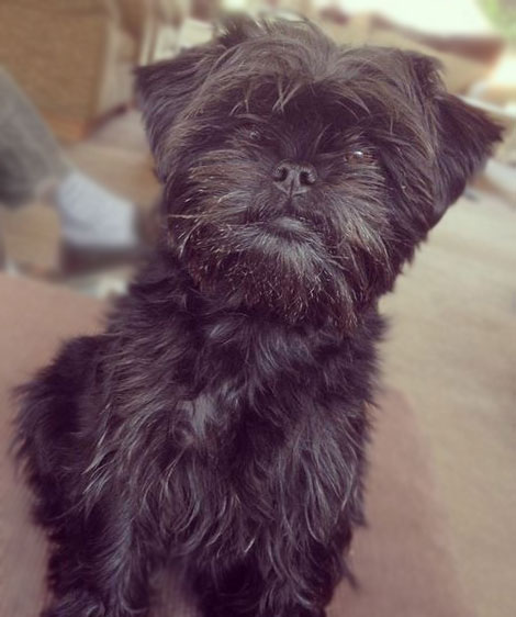 do affenpinscher like to cuddle