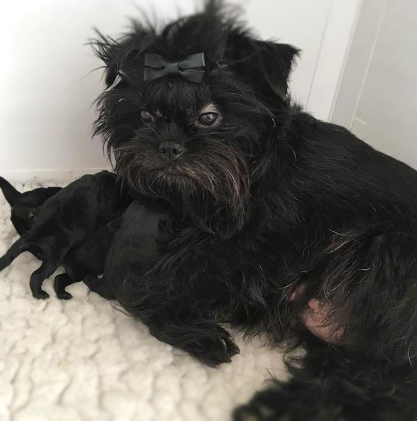 do affenpinscher like to cuddle