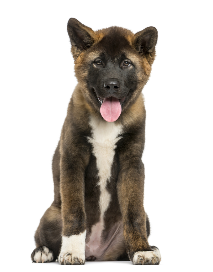 are akitas good pets for families with young children