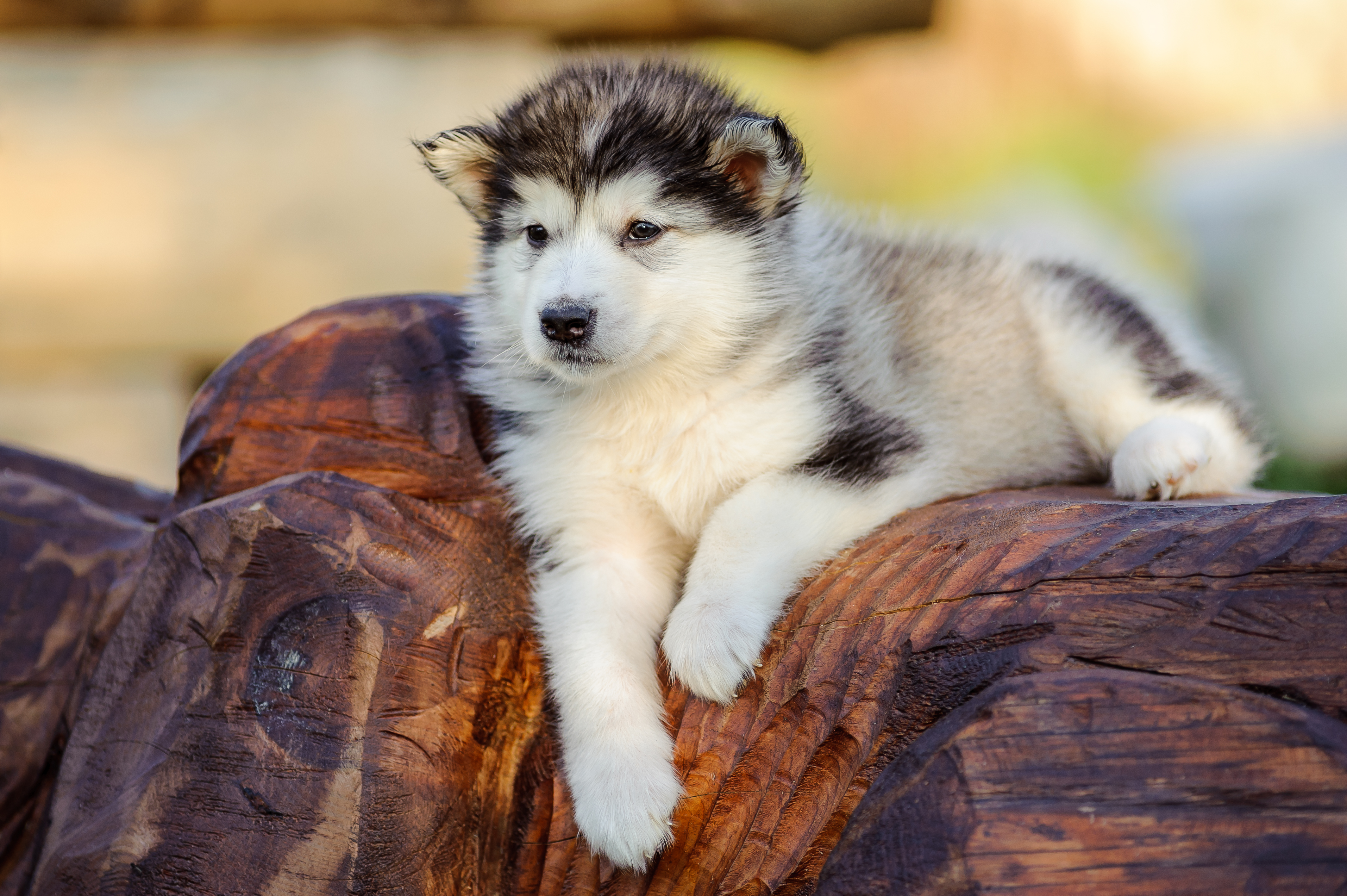 Pictures Of Alaskan Malamute Puppies