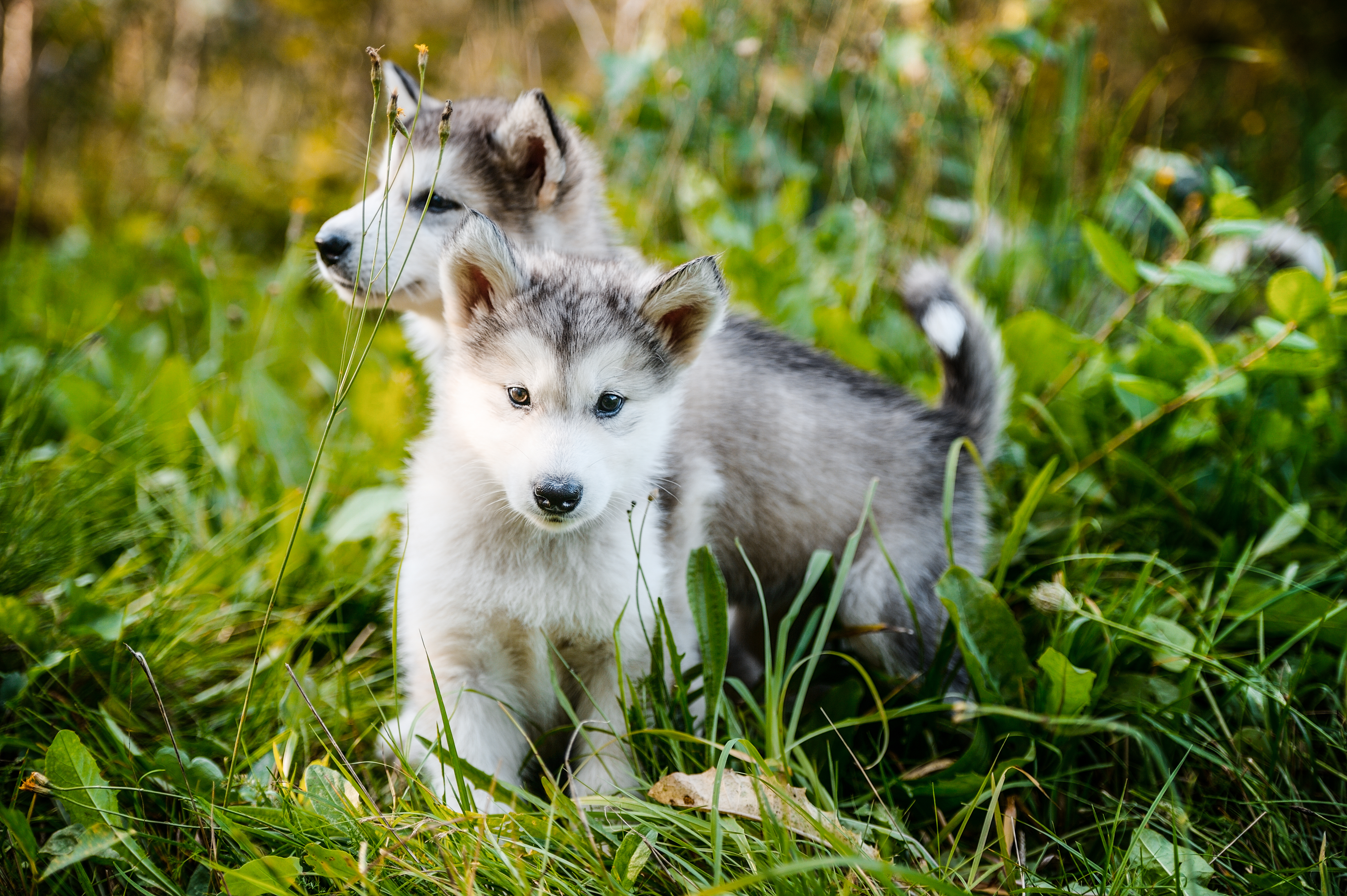 Pictures Of Alaskan Malamute Puppies