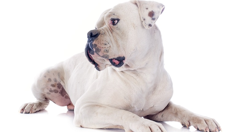 American Bulldog Breed Pictures