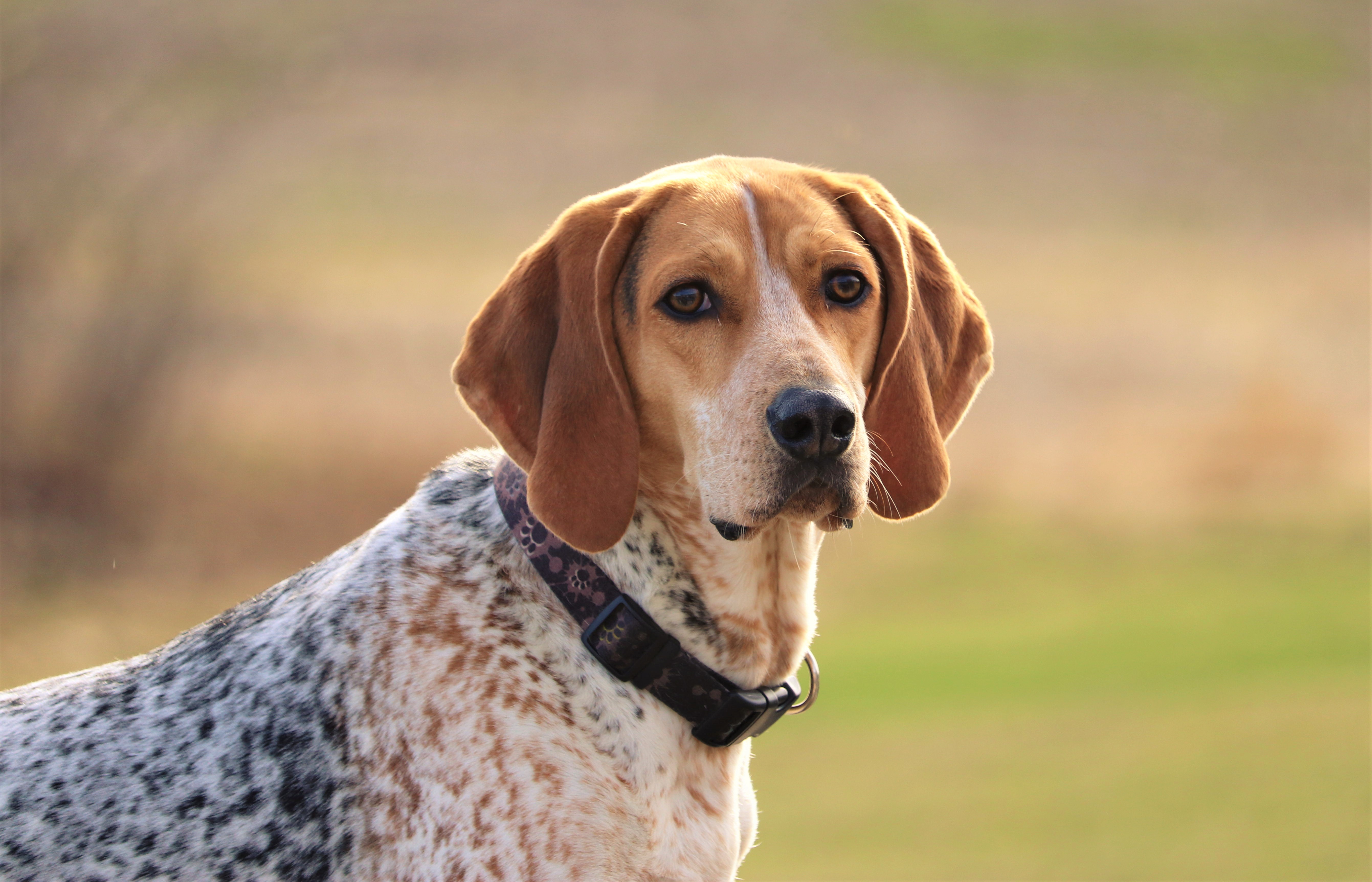 American English Coonhound Dog Breed Picture