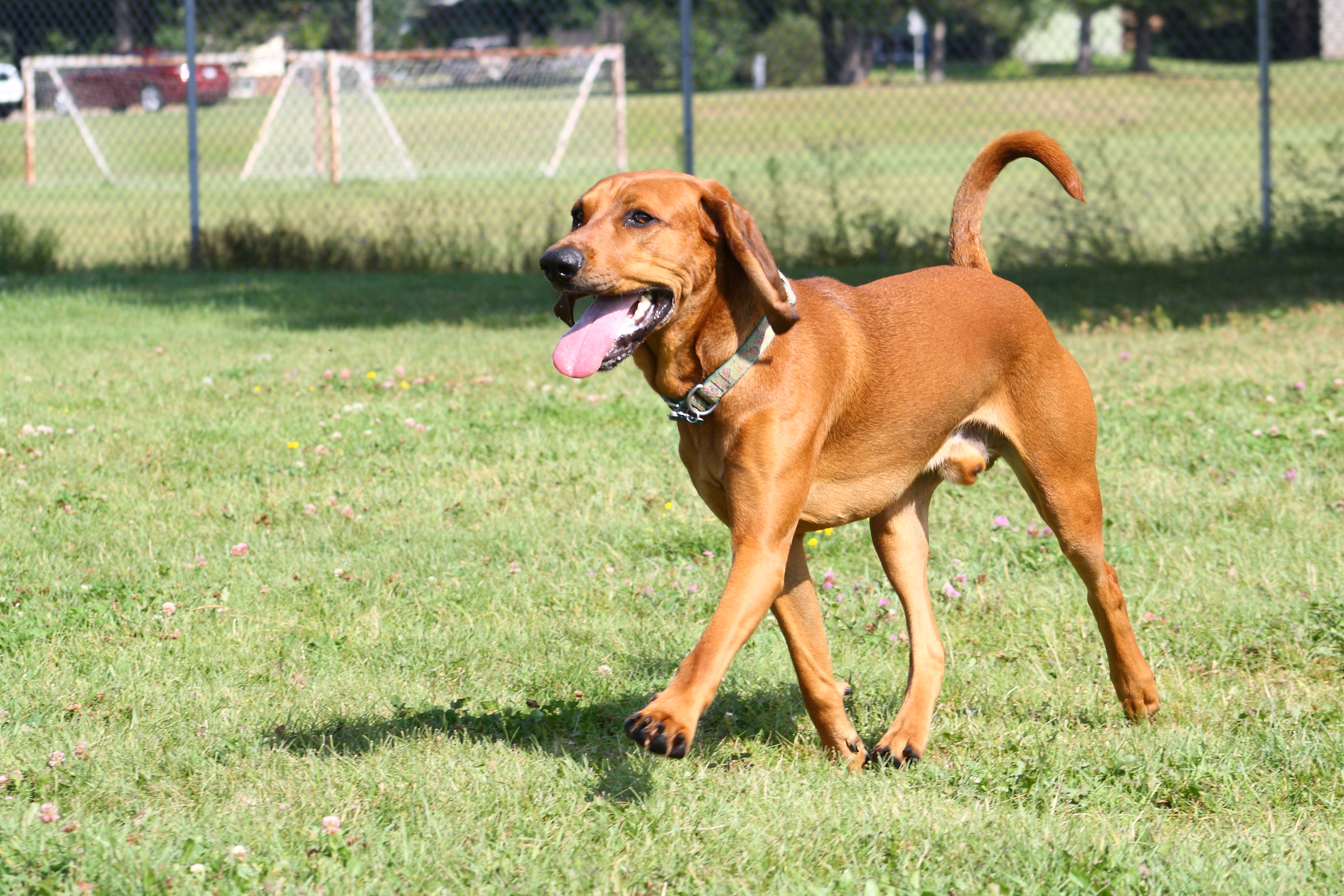 American English Coonhound Dog Breed Picture