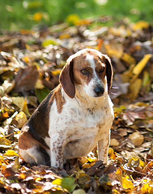 do american foxhound like to cuddle