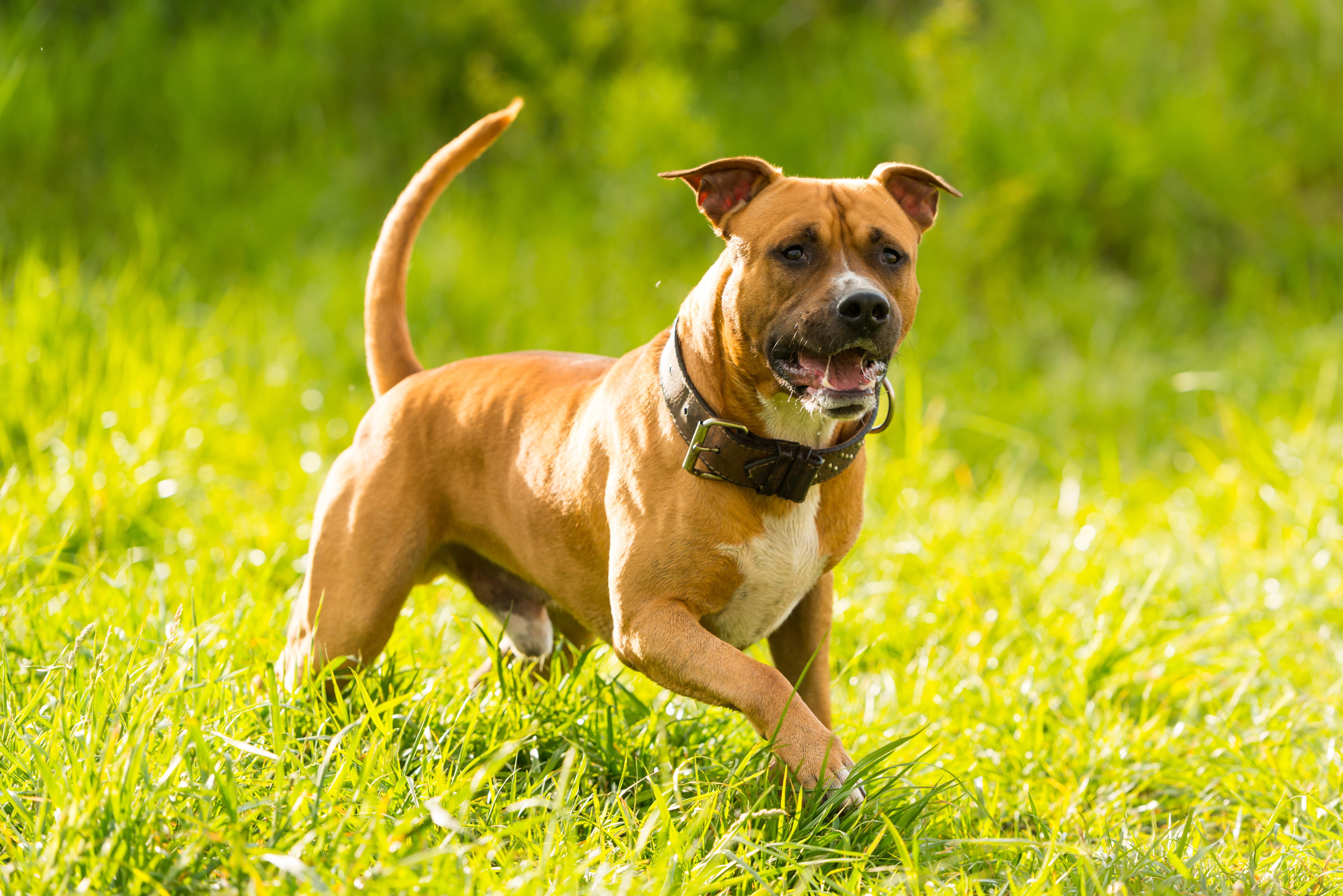 are american staffordshire terrier considered agressive