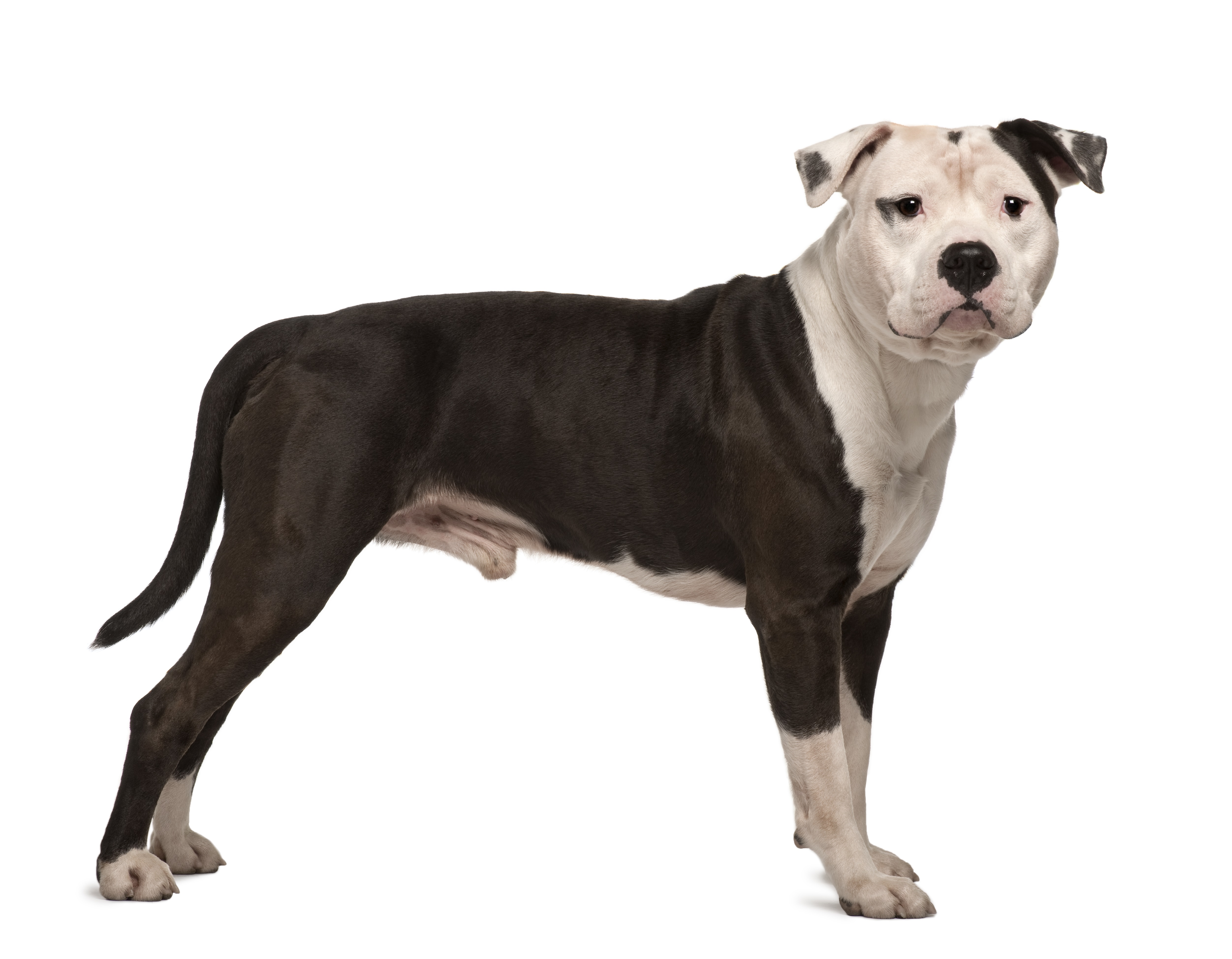 is a pitbull a medium or large breed