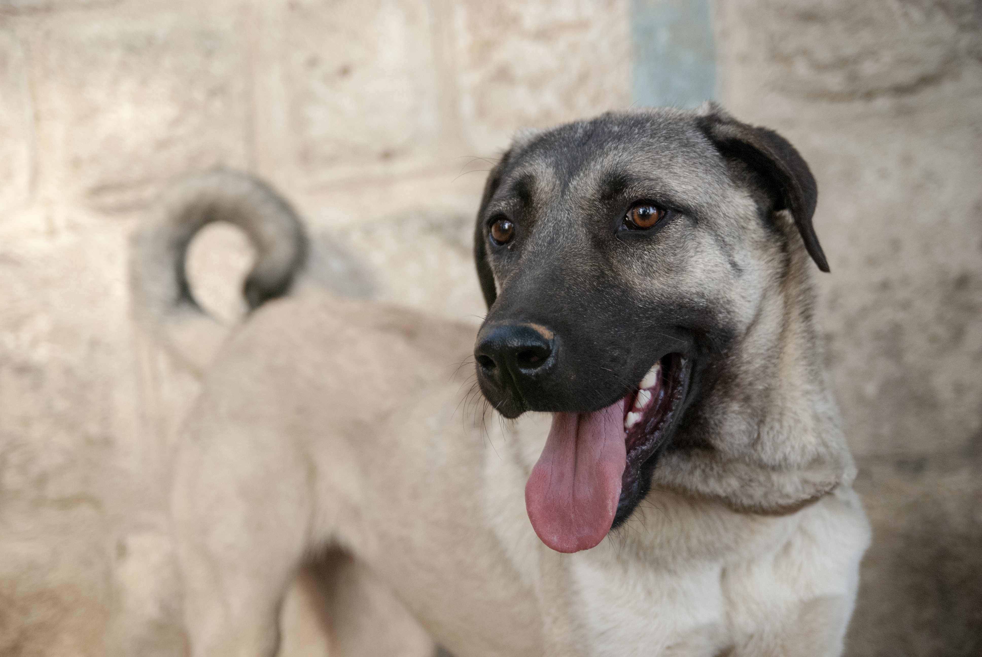 Anatolian Shepherd Dog Breed Pictures