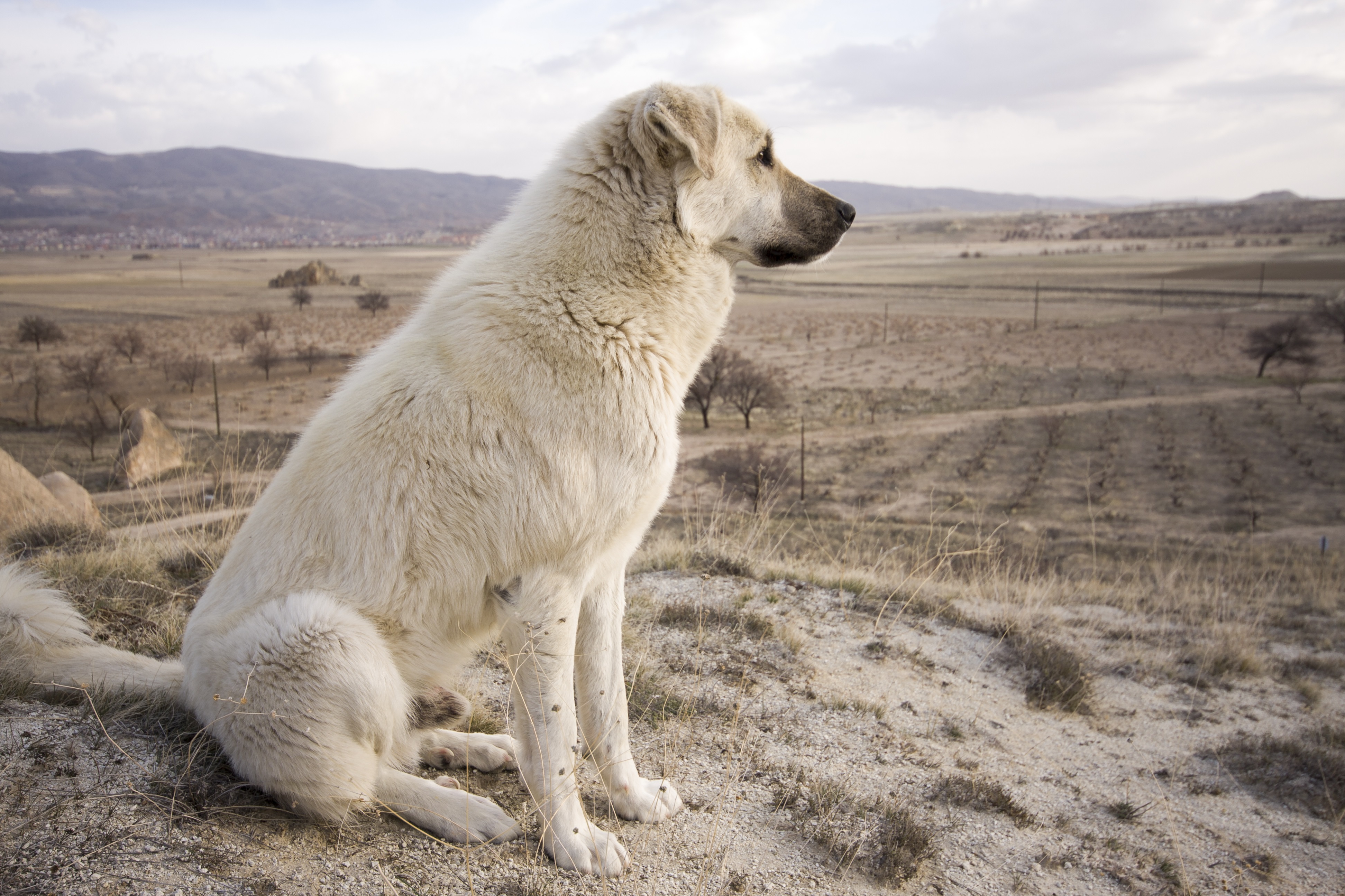 Anatolian Shepherd Dog Breed Pictures