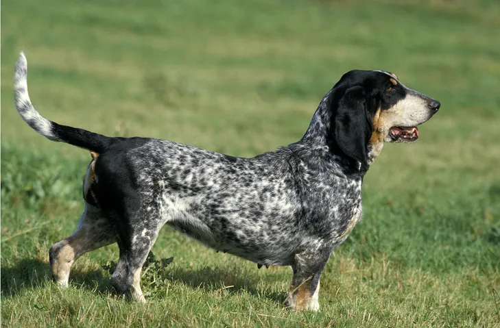 Basset Bleu de Gascogne Dog Breed Pictures #2