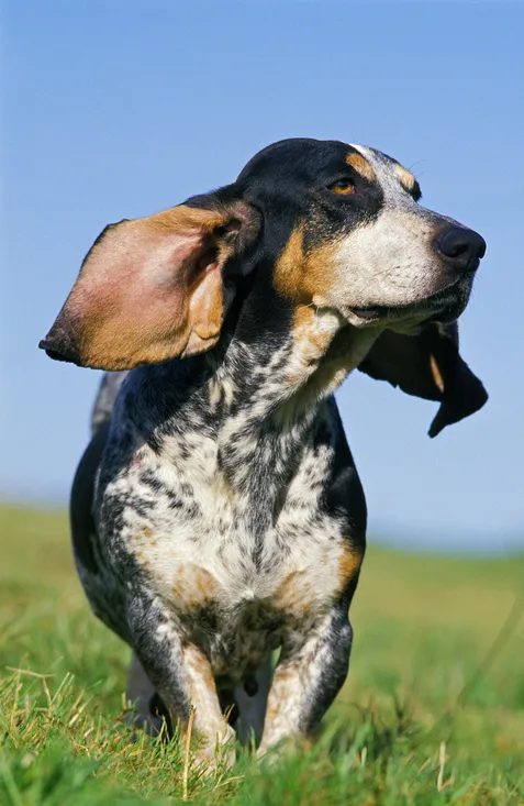Basset Bleu de Gascogne Dog Breed Pictures #3