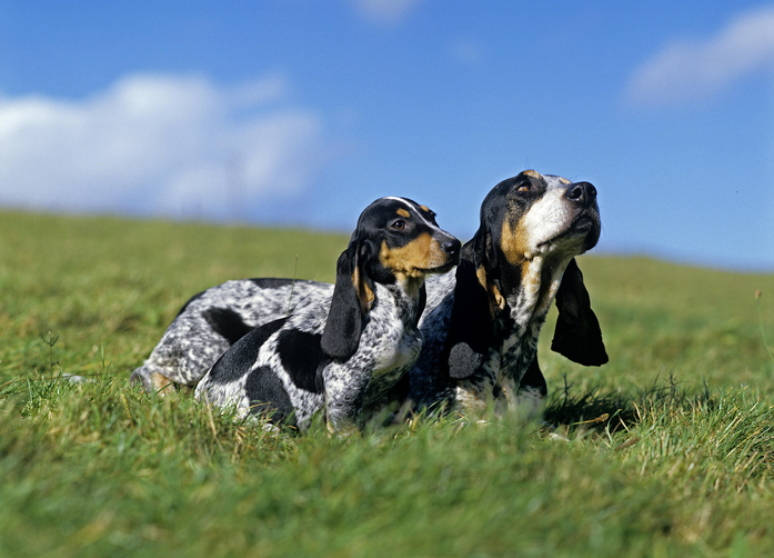 Basset Bleu de Gascogne Dog Breed Pictures #4