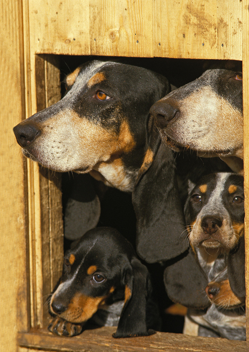 Basset Bleu de Gascogne Dog Breed Pictures #5
