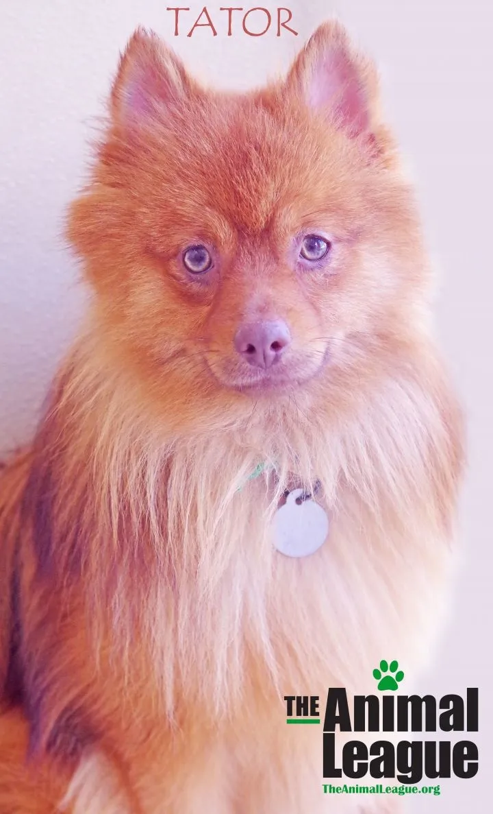 Aussiepom Mixed Dog Breed Pictures